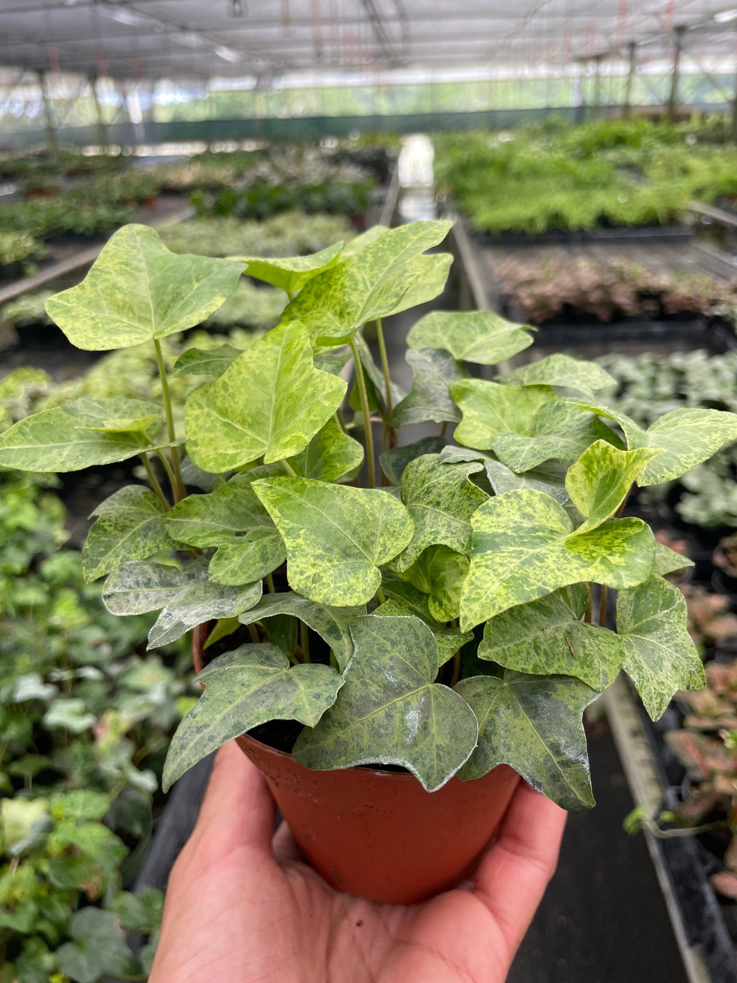 Variegated Algerian Ivy plant in terracotta pot held in hand, showing green and cream mottled leaves in greenhouse