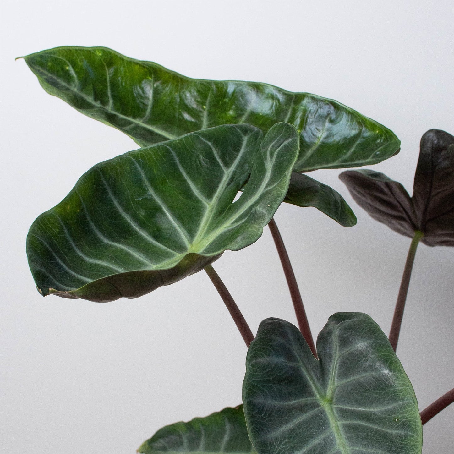 Dark green arrow-shaped Alocasia leaves with prominent white veins on burgundy stems against white background