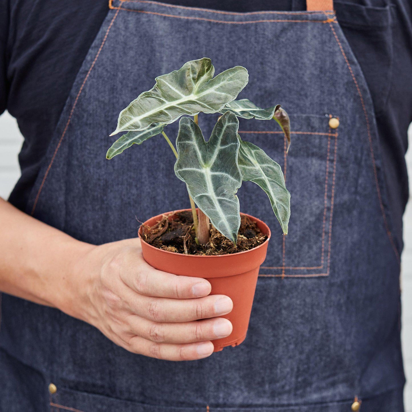 Person in denim apron holding small Alocasia Polly plant with distinctive arrow-shaped variegated leaves in terracotta pot