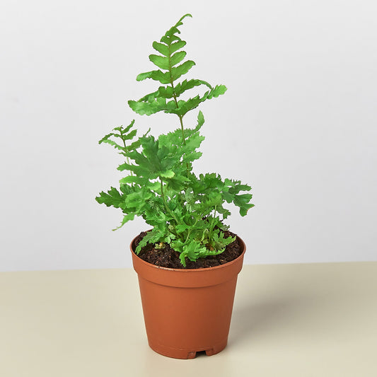 Autumn Fern in terracotta pot with vibrant green fronds and copper-tinted new growth on neutral background