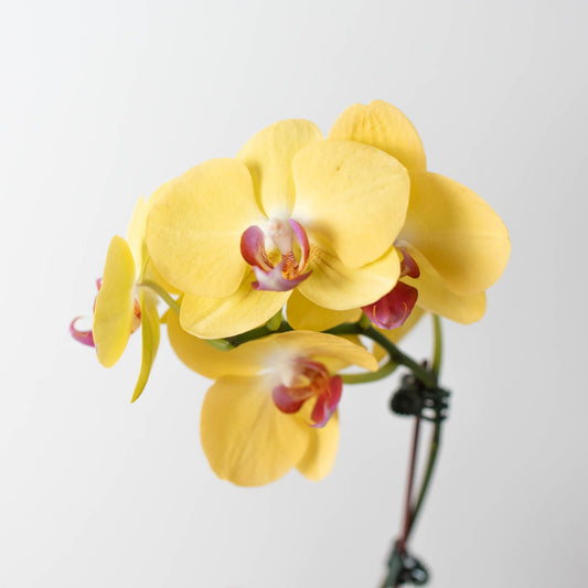 Yellow Phalaenopsis orchid with burgundy center markings on curved stem against white background