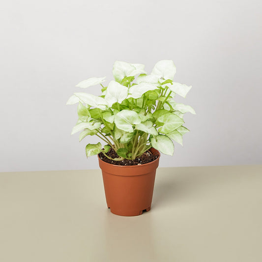 Arrowhead plant with white and light green variegated leaves in terracotta pot on neutral background