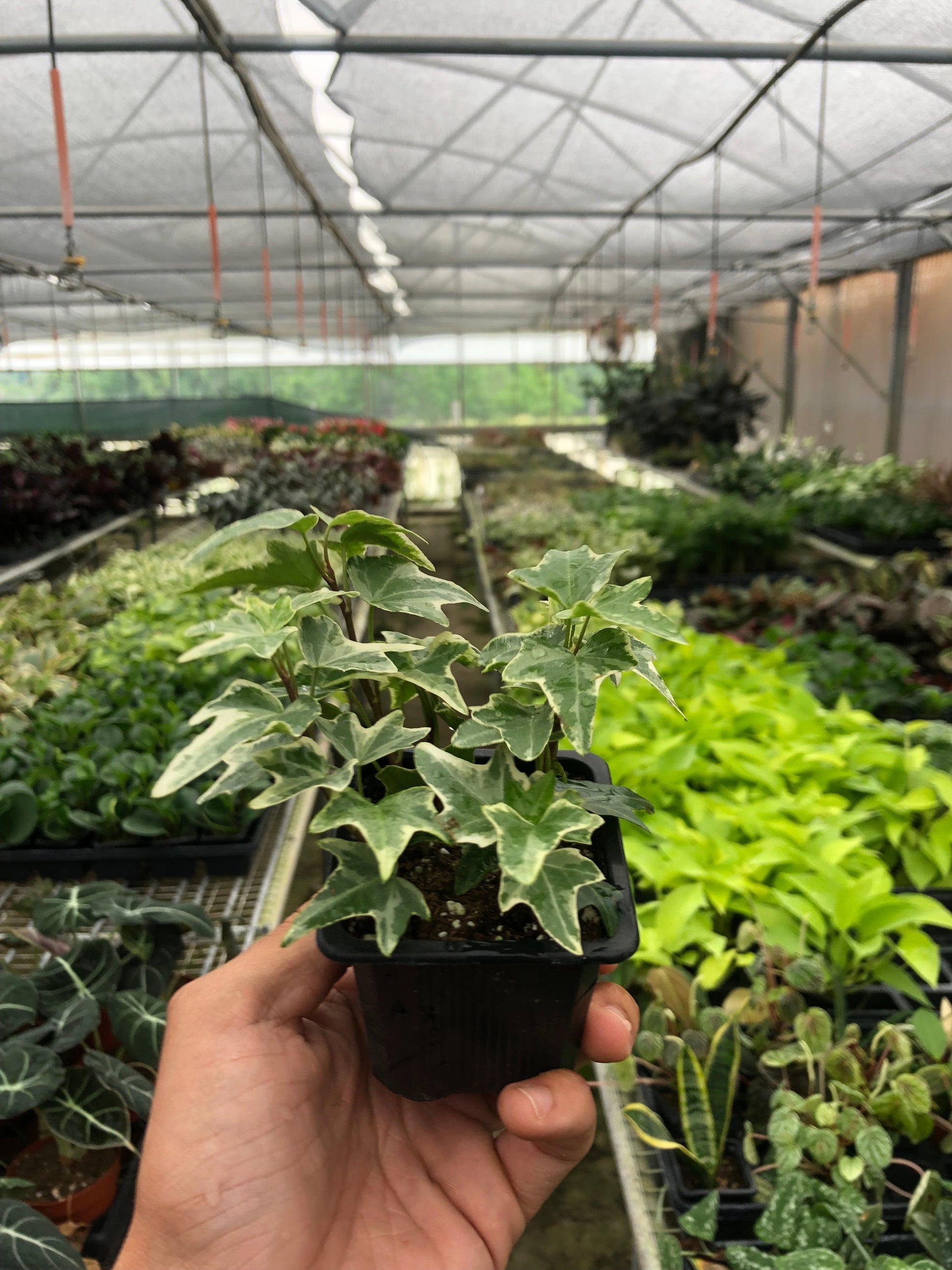 English Ivy 'Eva' plant in black pot held in hand, showing variegated white-edged green leaves in greenhouse
