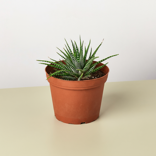 Zebra succulent with striped green leaves in terracotta pot, labeled pet-friendly with paw print icon
