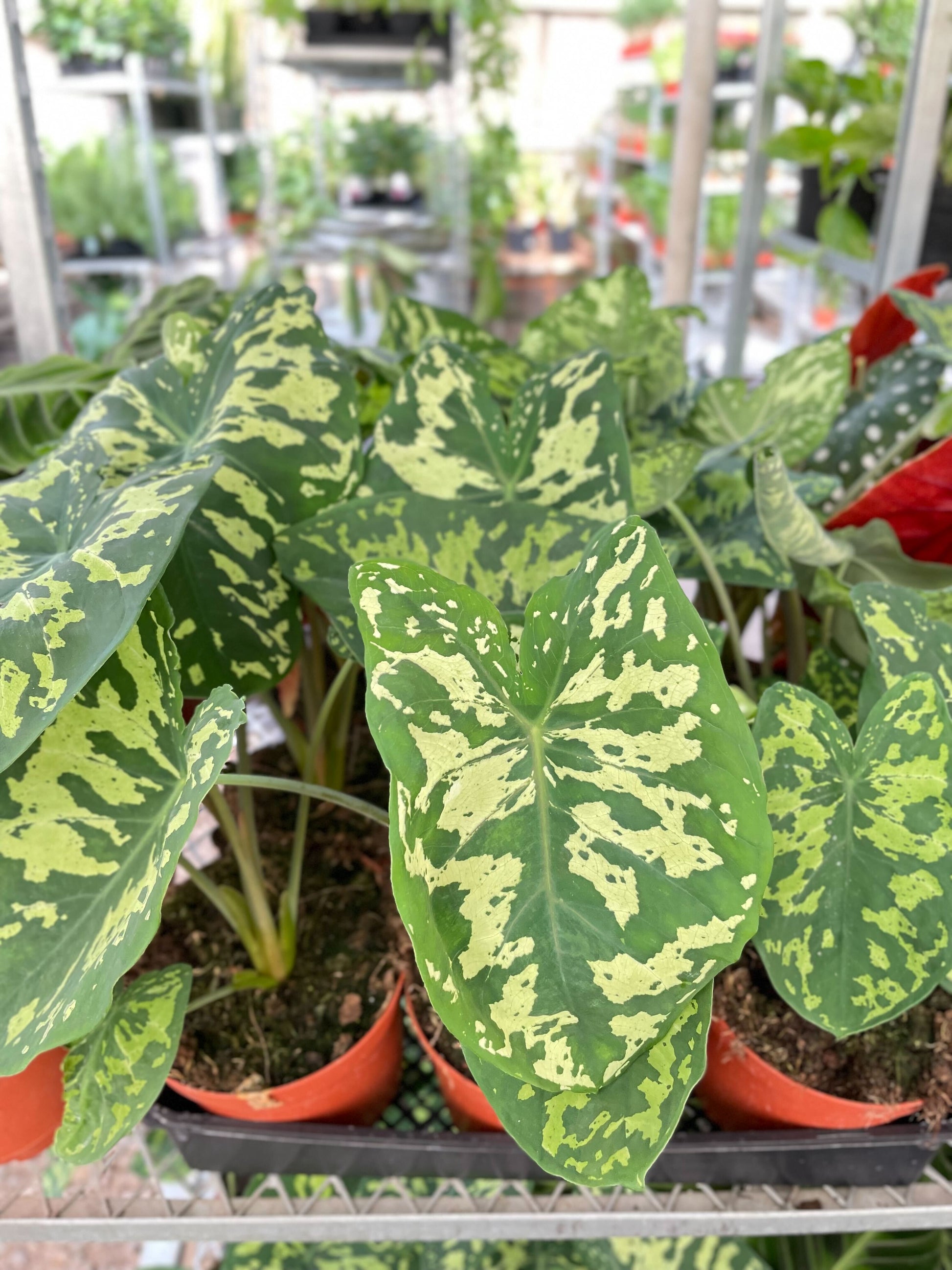 Variegated Alocasia 'Hilo Beauty' with green and yellow mottled heart-shaped leaves in orange pots