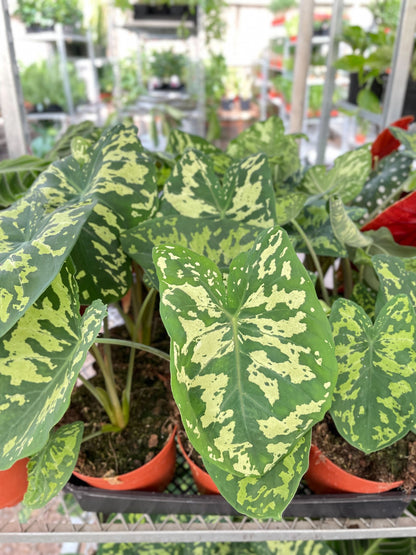 Variegated Alocasia 'Hilo Beauty' with green and yellow mottled heart-shaped leaves in orange pots