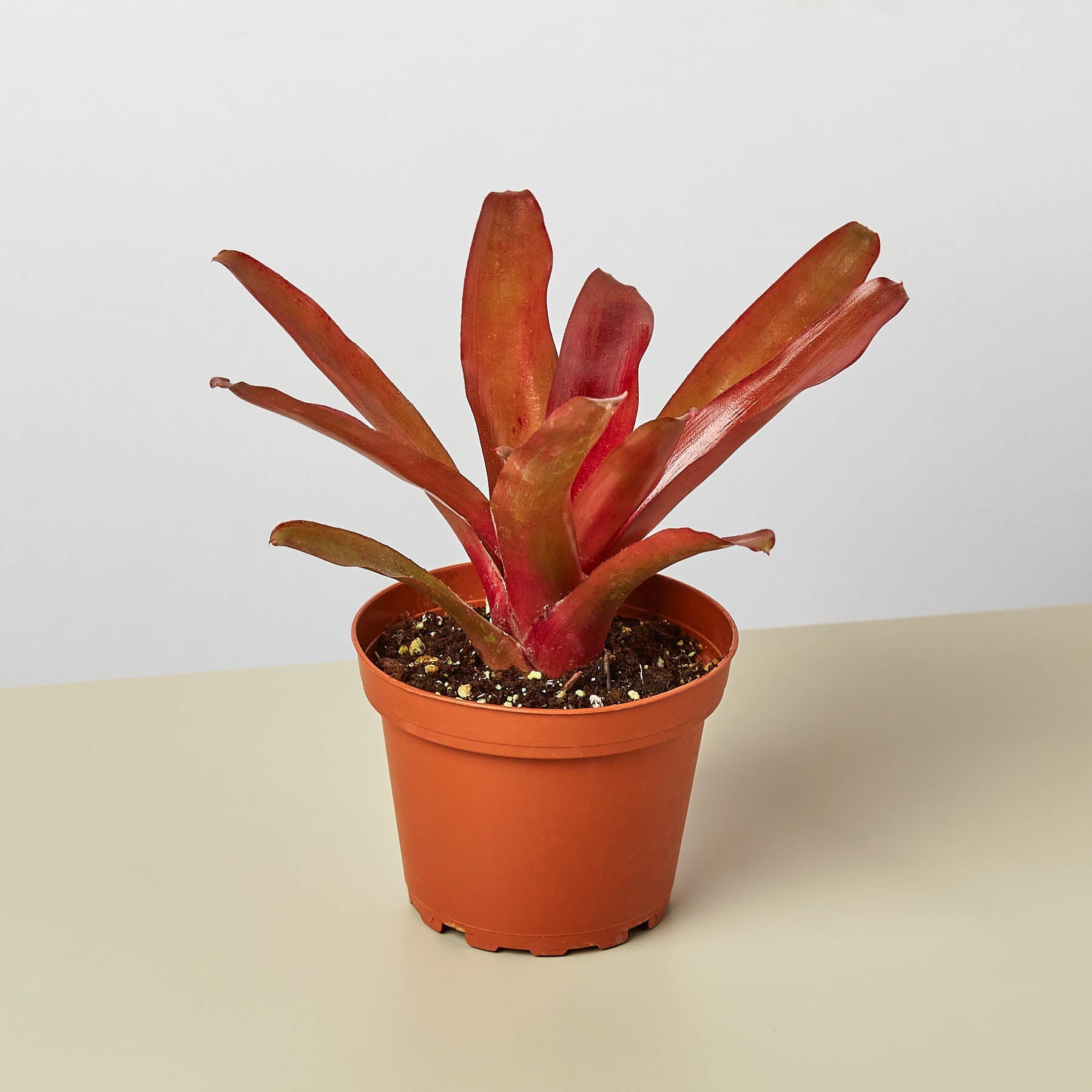 Bromeliad Fireball plant with deep red and orange elongated leaves in terracotta pot on neutral background