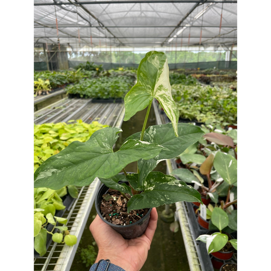 Syngonium albo plant with white and green variegated arrow-shaped leaves in black pot held in greenhouse