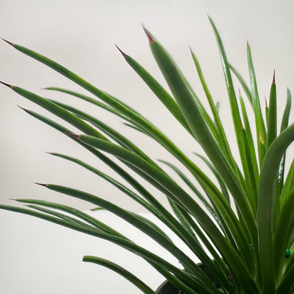 Agave Geminiflora with long, narrow green leaves radiating from center against white background