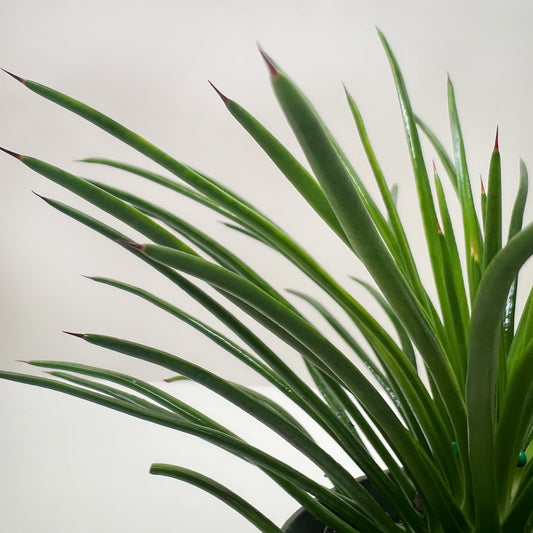 Agave Geminiflora with long, narrow green leaves radiating from center against white background