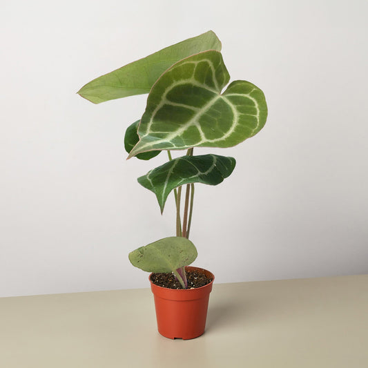 Anthurium Crystallinum plant with large velvety heart-shaped leaves and prominent white veins in orange pot
