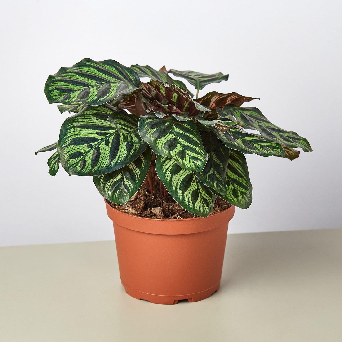 Calathea makoyana with striped green leaves in terracotta pot on neutral background