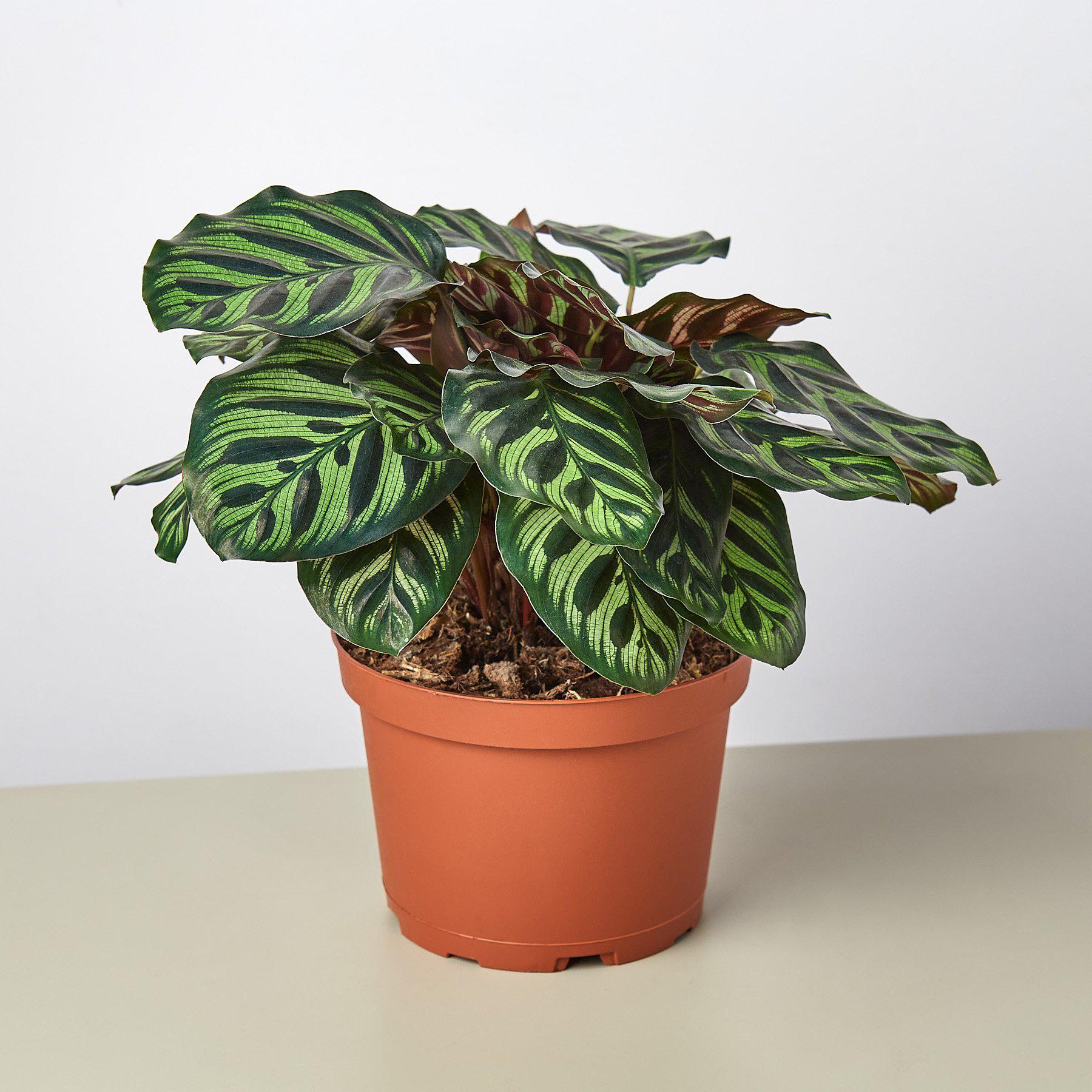 Calathea makoyana with striped green leaves in terracotta pot on neutral background