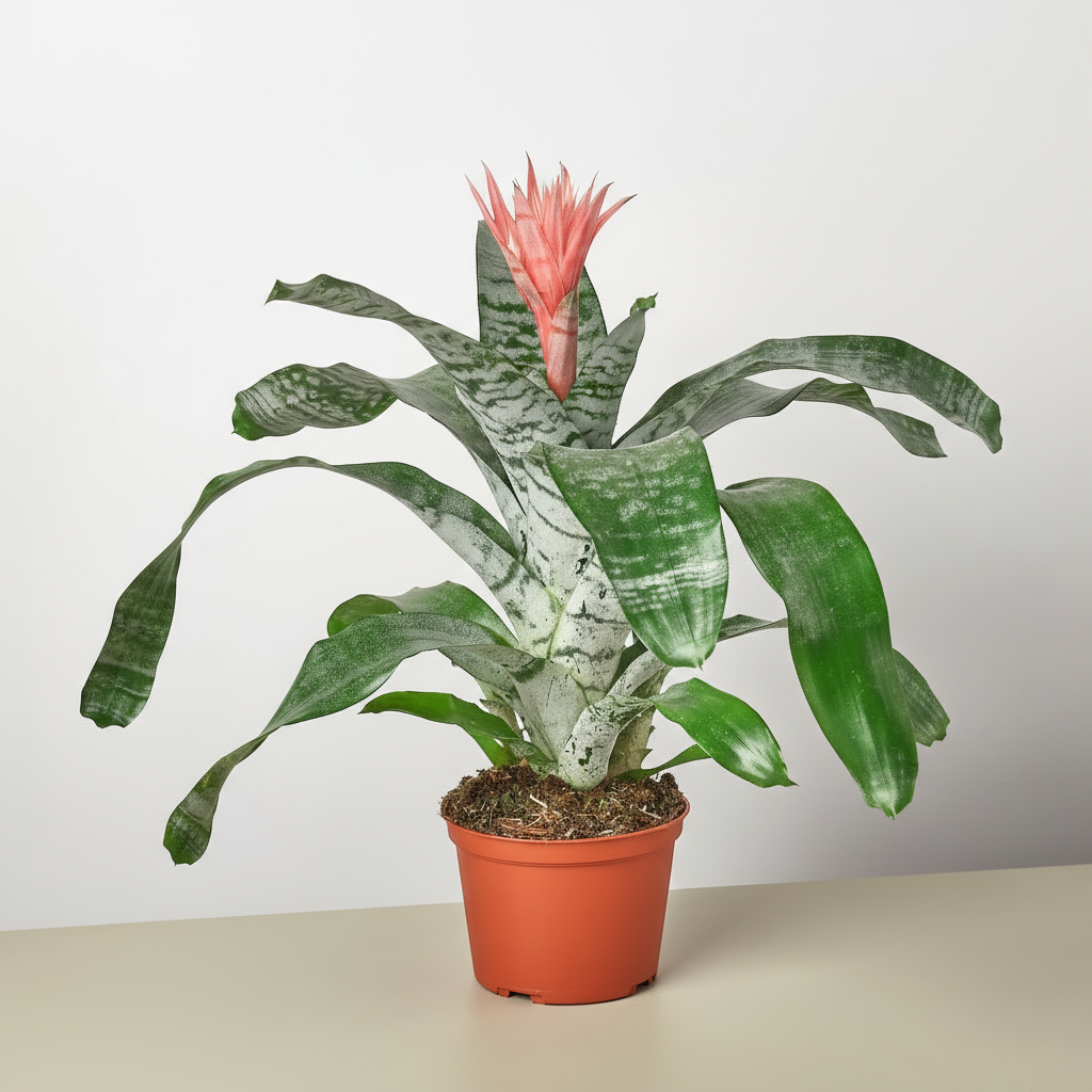 Bromeliad Silver Vase plant with gray-green arching leaves and pink flower in terracotta pot, pet-friendly label