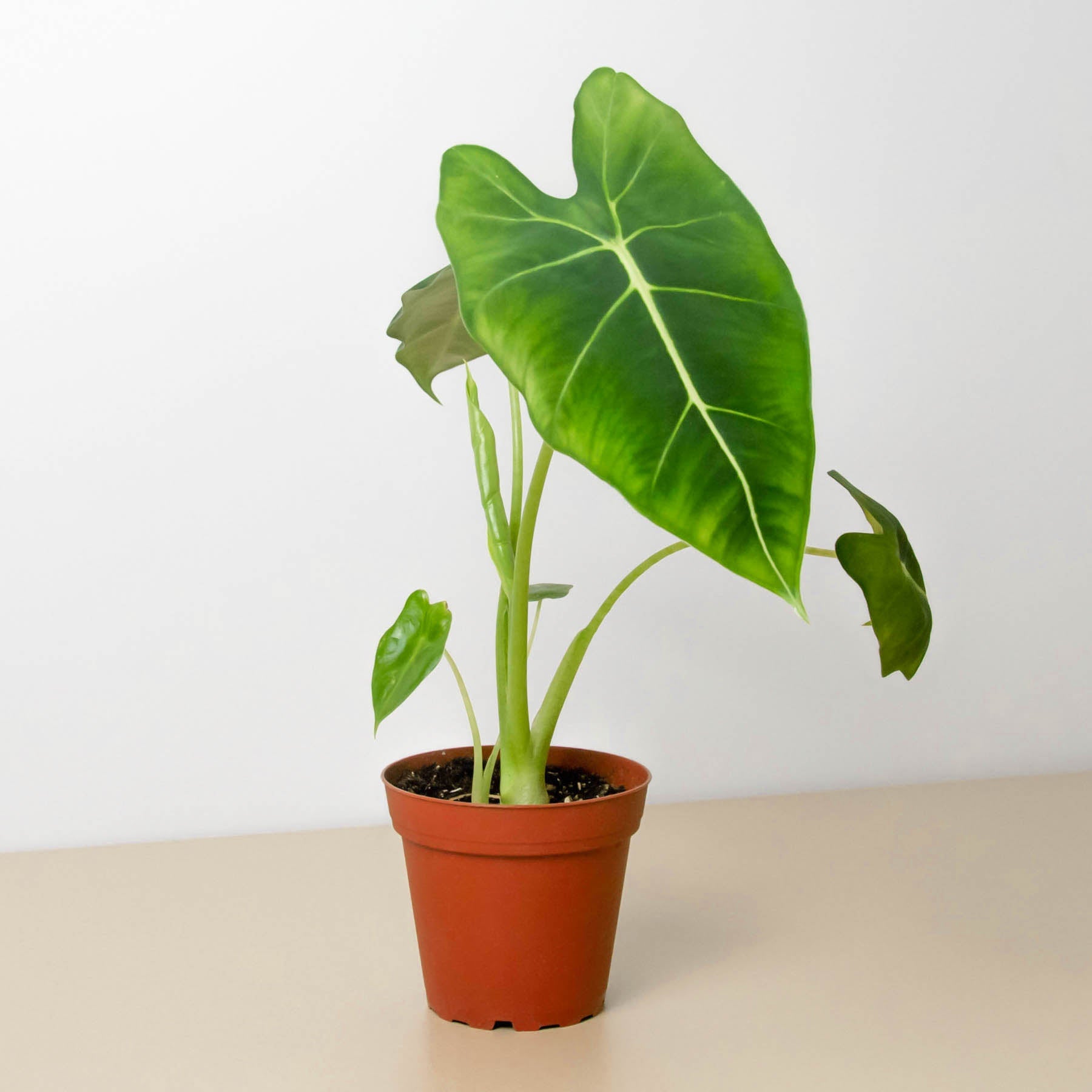 Alocasia Micholitziana in terracotta pot with large green arrowhead leaves and prominent white veins