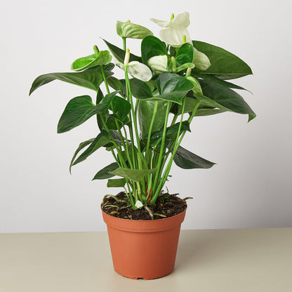 White Anthurium plant with glossy heart-shaped leaves and white flowers in terracotta pot on neutral background