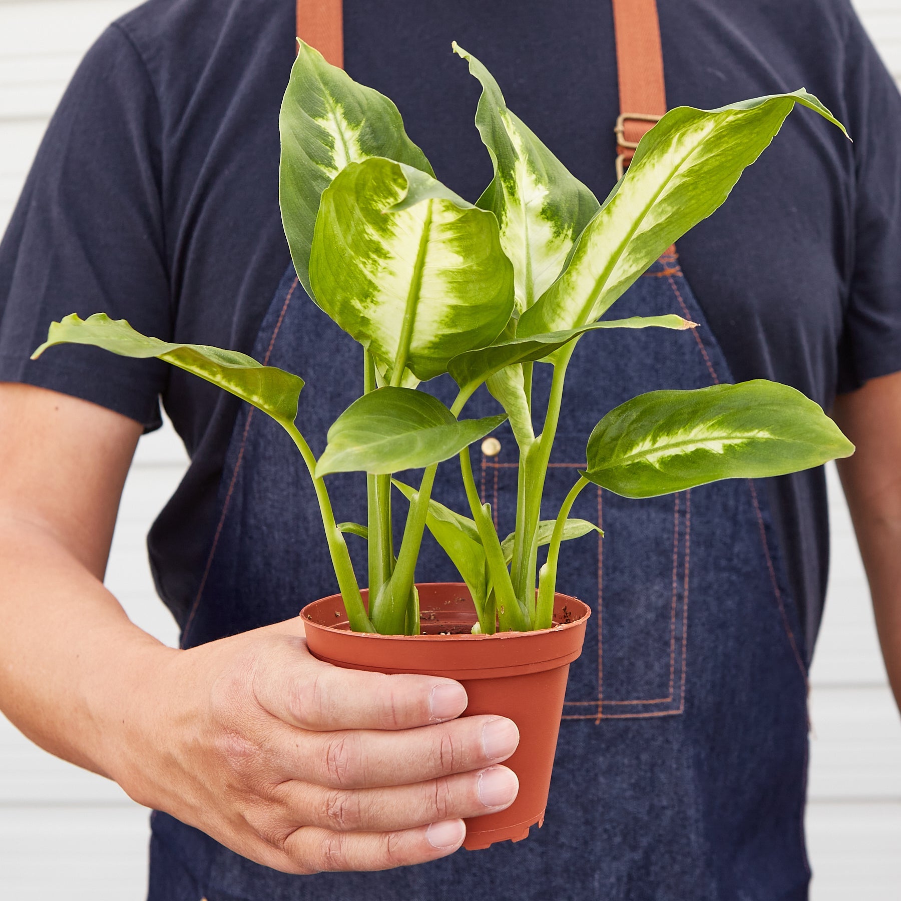 Person holding potted Dieffenbachia Camille plant with variegated yellow-green leaves in terracotta pot