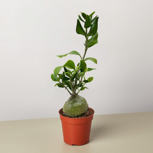 Ant Plant with bulbous green caudex base and glossy leaves in orange plastic pot on neutral background