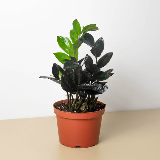 ZZ Plant with dark glossy foliage in terracotta pot, low-maintenance houseplant for indoor spaces