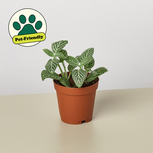 Pet-friendly white nerve plant with delicately veined green and white leaves in terracotta pot