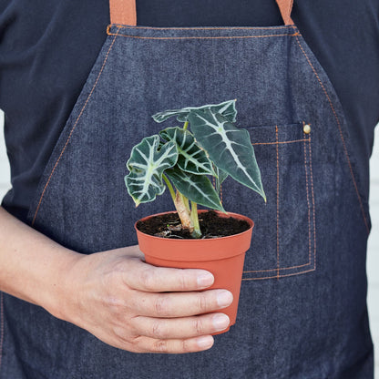 Person in denim apron holding small Alocasia Amazonica bambino plant in terracotta pot with distinctive arrow-shaped leaves