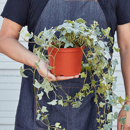 Person in denim apron holding orange pot with trailing English Ivy 'Glacier' featuring variegated green and white leaves