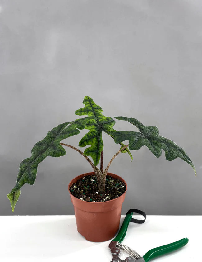 Alocasia Jacklyn plant with distinctive lobed green leaves in terracotta pot with pruning shears