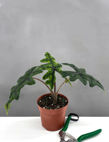 Alocasia Jacklyn plant with distinctive lobed green leaves in terracotta pot with pruning shears