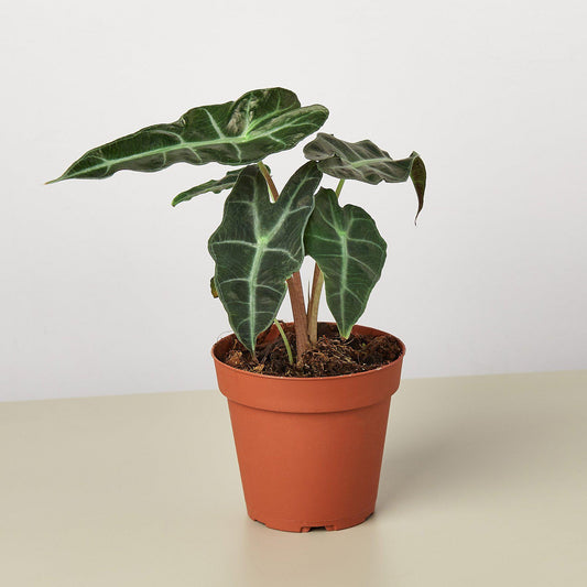 Alocasia Polly plant with dark green arrow-shaped leaves and white veins in terracotta pot