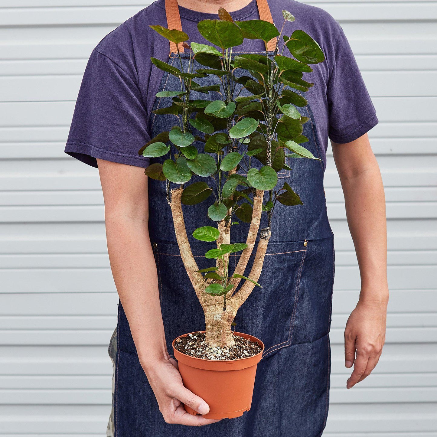 Aralia Fabian Stump plant with dark green rounded leaves and thick woody trunk in terracotta pot held by person