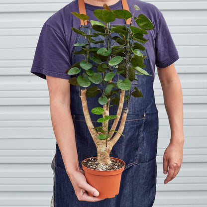 Aralia Fabian Stump plant with dark green rounded leaves and thick woody trunk in terracotta pot held by person