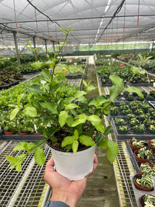 Barbados Cherry plant in white pot with glossy green leaves held in greenhouse nursery setting