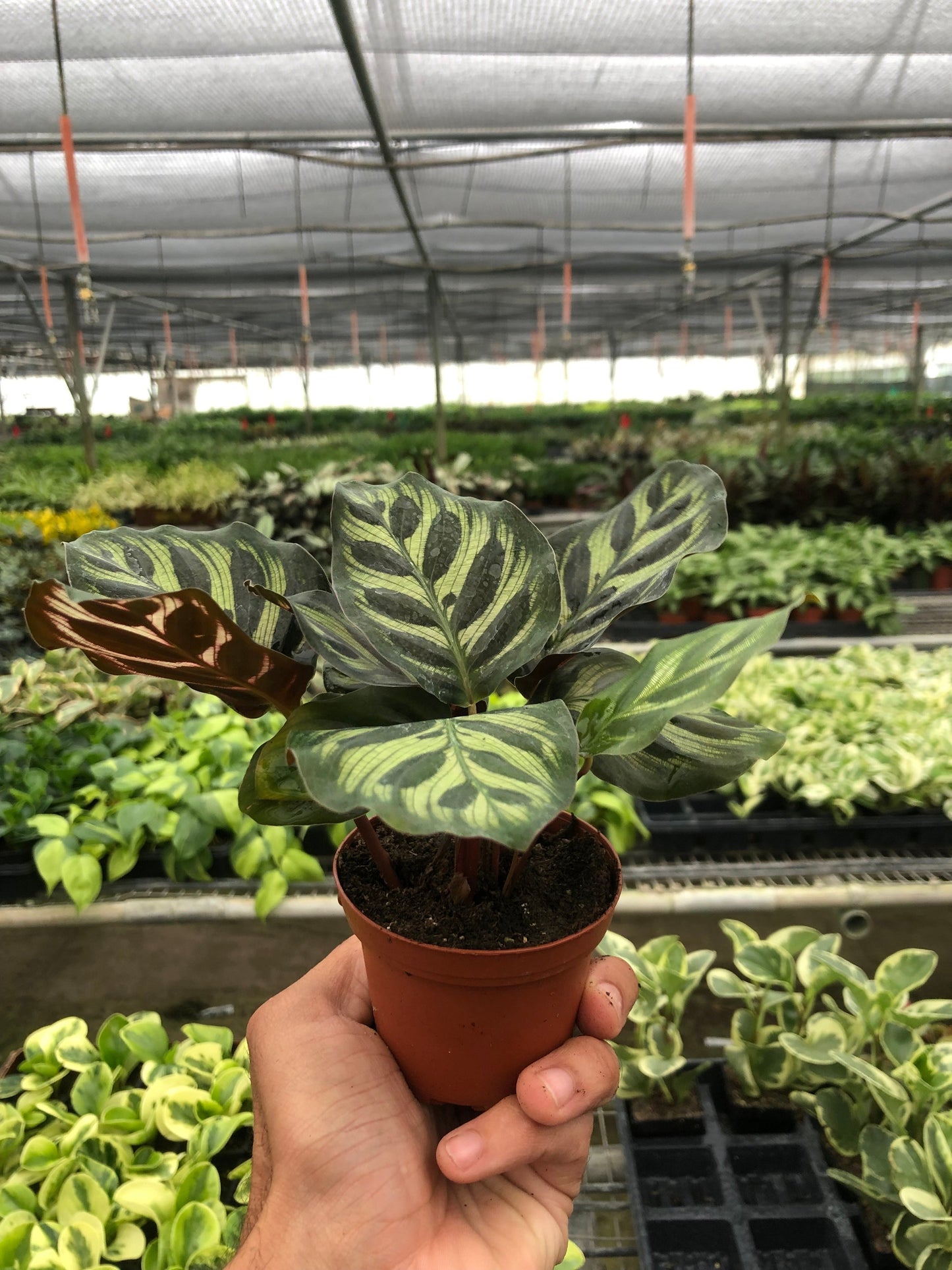 Calathea makoyana with distinctive green striped leaves in terracotta pot held in greenhouse nursery