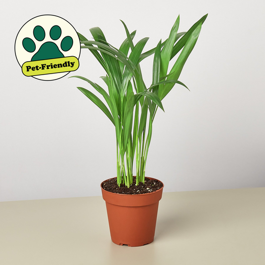 Areca Palm in terracotta pot with pet-friendly paw print icon, featuring feathery green fronds