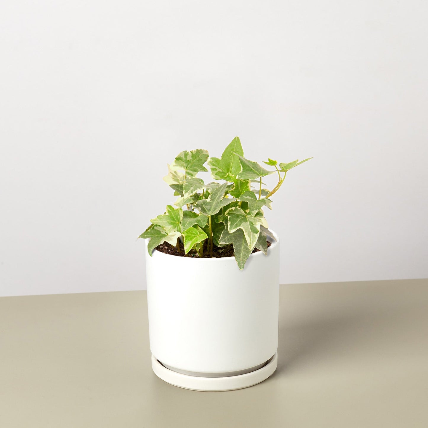 English Ivy 'Glacier' with variegated green and white leaves in a white ceramic pot with saucer