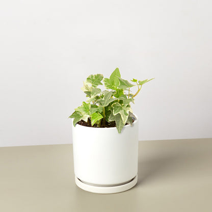 English Ivy 'Glacier' with variegated green and white leaves in a white ceramic pot with saucer