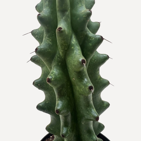 Green columnar cactus with prominent ridges, tubercles, and small spines against white background