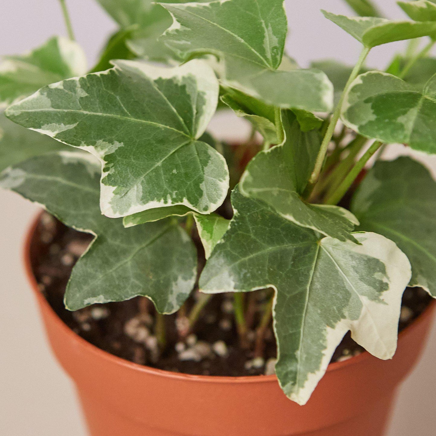Variegated English Ivy 'Glacier' with green and white leaves in terracotta pot