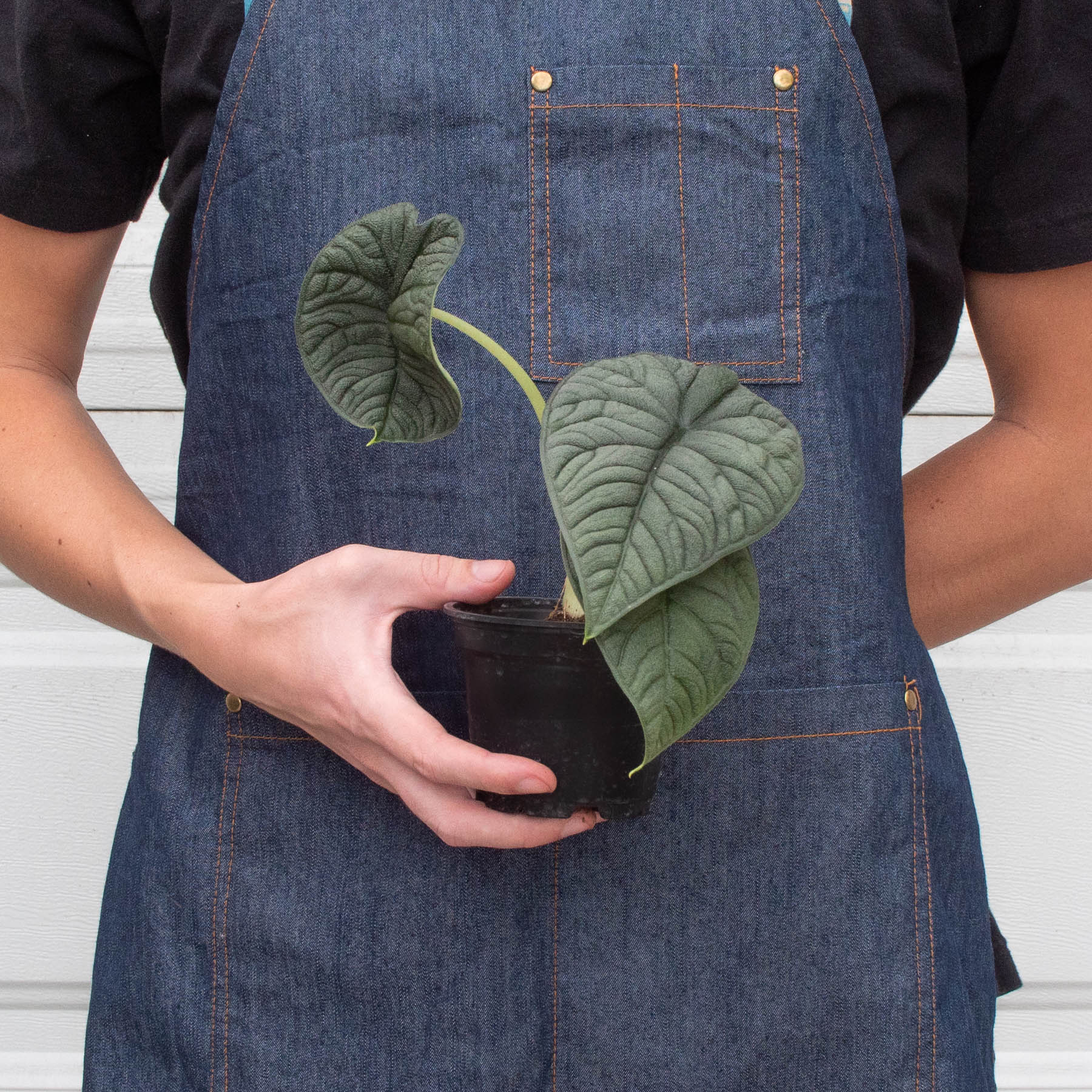 Person wearing denim apron holding potted Alocasia Melo plant with distinctive thick, textured jade green leaves