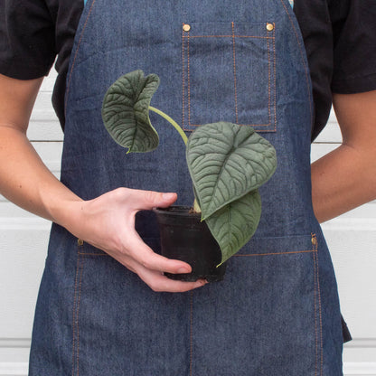 Person wearing denim apron holding potted Alocasia Melo plant with distinctive thick, textured jade green leaves