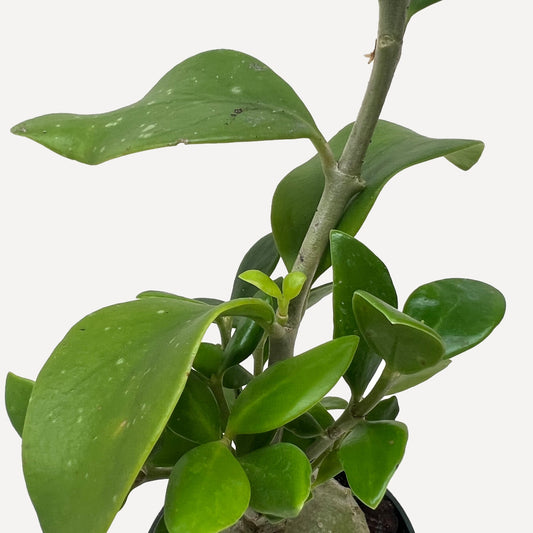 Ant Plant with bulbous green caudex base and glossy oval leaves on thick stems against white background