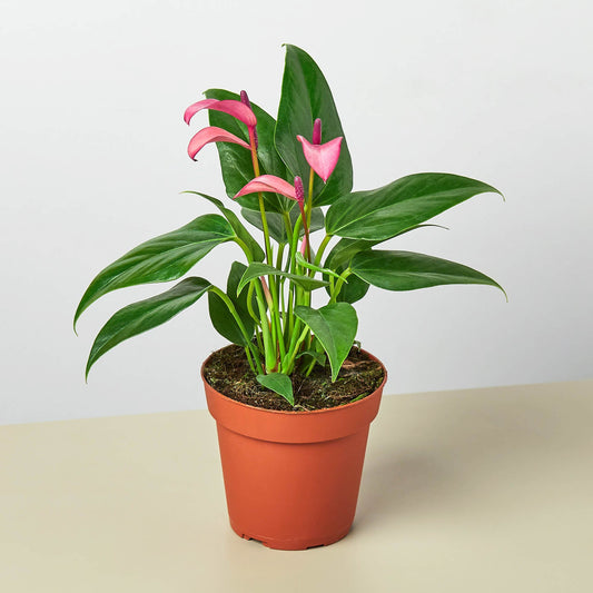 Anthurium plant with glossy green leaves and pink heart-shaped flowers in terracotta pot