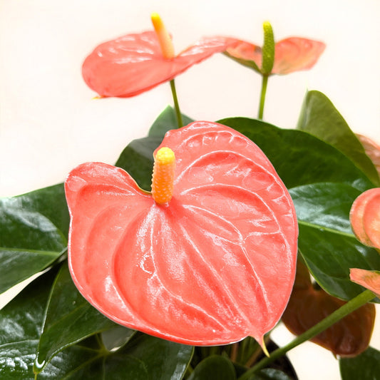 Vibrant coral-pink anthurium flowers with glossy heart-shaped blooms and yellow spadix against dark green foliage