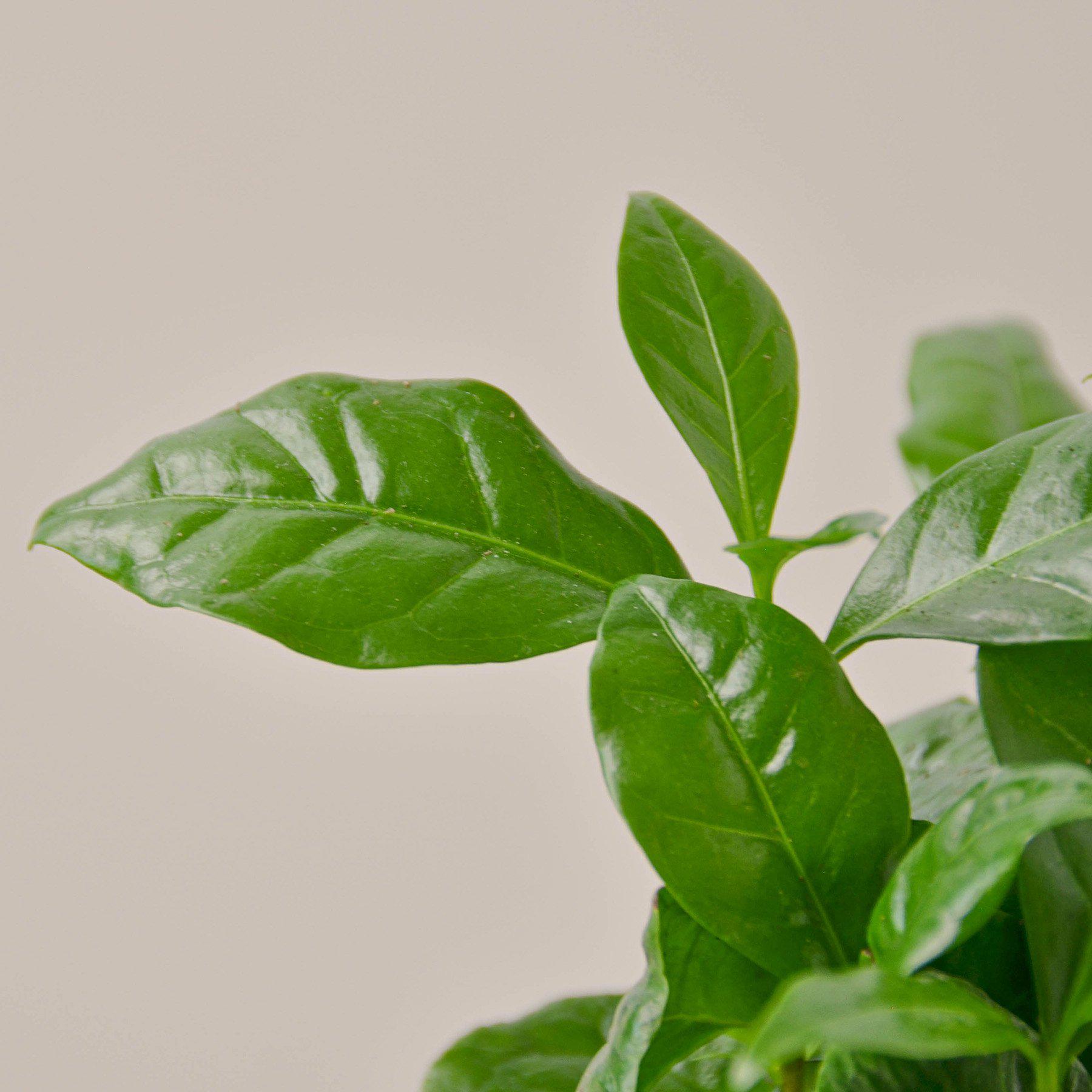 Glossy green arabica coffee plant leaves with prominent veins against neutral background