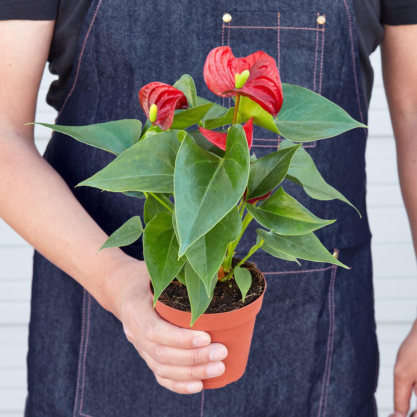Red anthurium plant with glossy heart-shaped flowers and green leaves in terracotta pot held by person