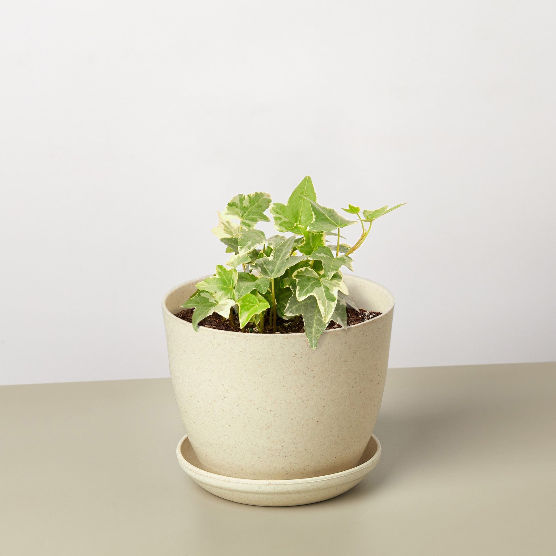 English Ivy 'Glacier' in beige ceramic pot with saucer, featuring green and white variegated leaves