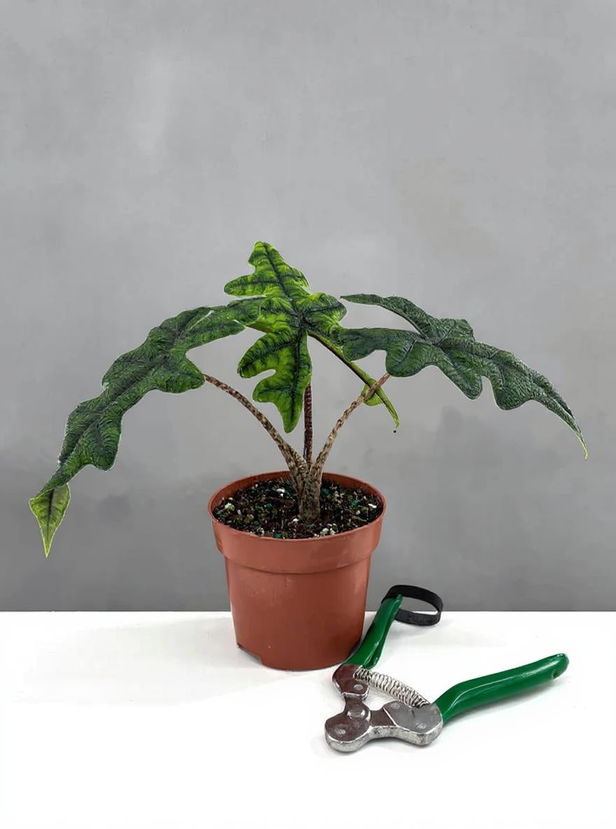 Alocasia Jacklyn plant in terracotta pot with distinctive green stag-shaped leaves and pruning shears
