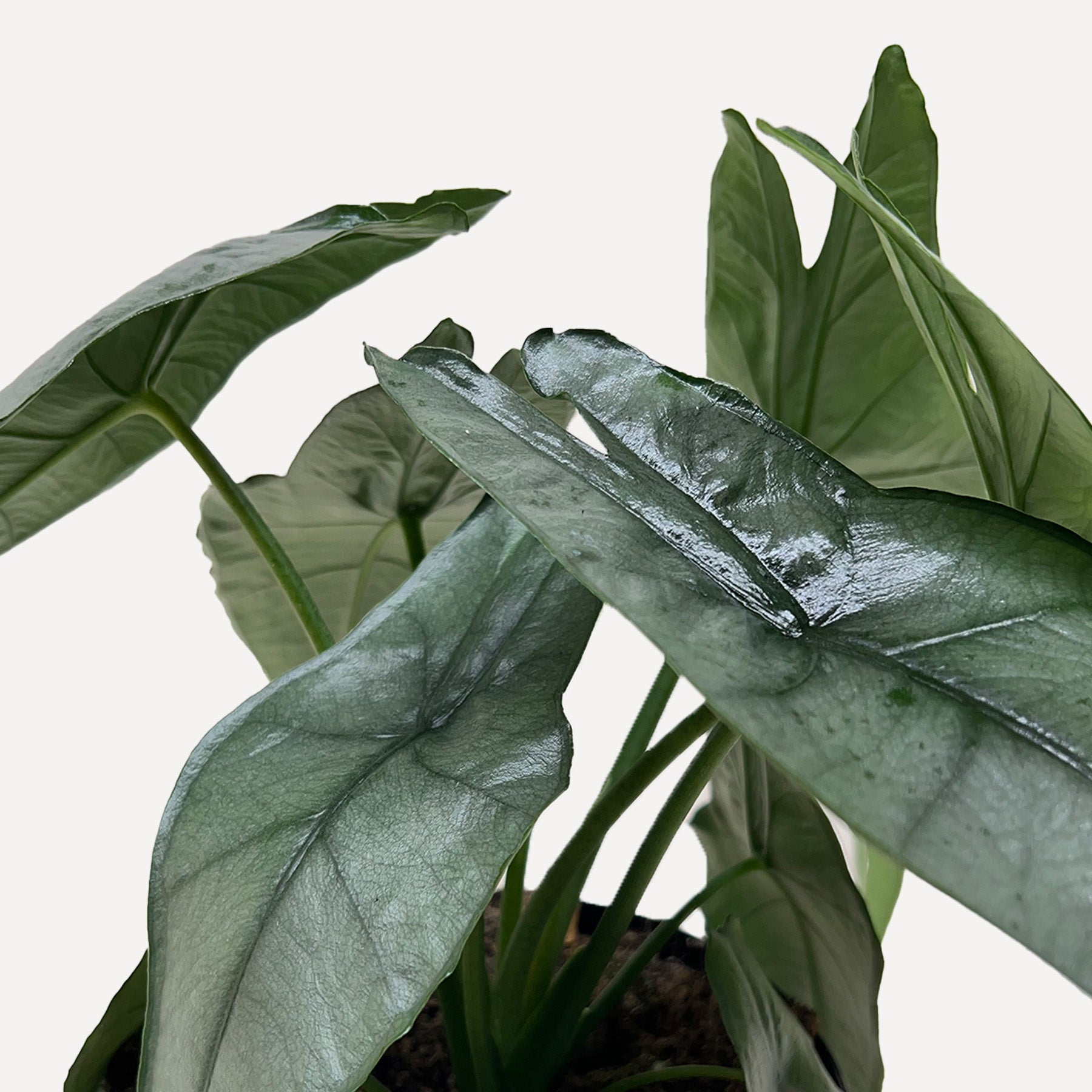 Alocasia Dragon's Breath with silvery-blue pointed leaves and distinctive elephant ear foliage against white background
