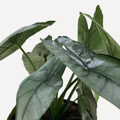 Alocasia Dragon's Breath with silvery-blue pointed leaves and distinctive elephant ear foliage against white background