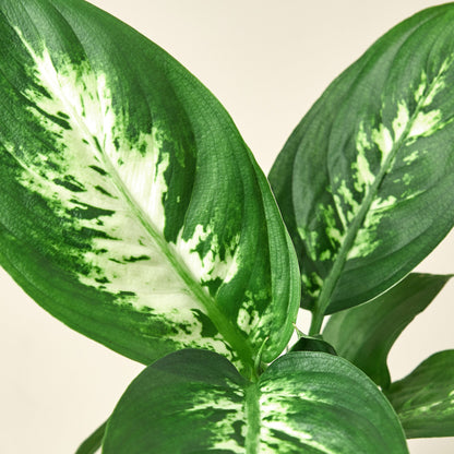 Dieffenbachia Camille plant with vibrant green leaves featuring creamy yellow variegated patterns